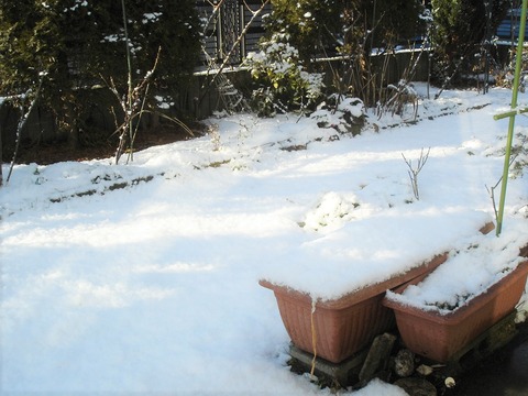 20100214雪の日に_切取色