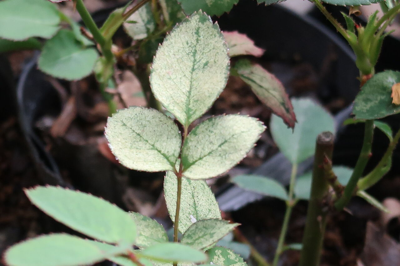 無農薬栽培のバラ 初夏のやるべき仕事 ピノ子の庭