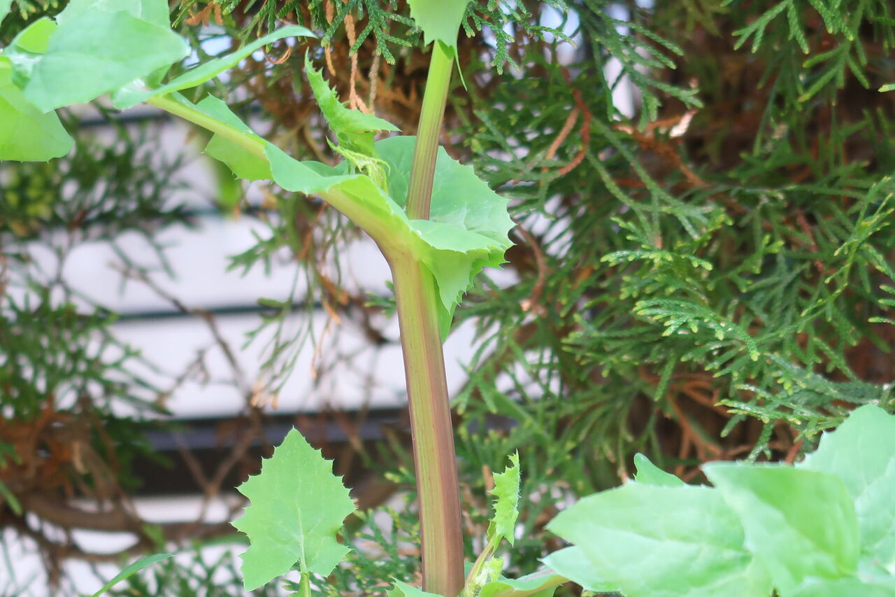 アイノゲシの不思議 ノゲシとオニノゲシの交配雑種たち ピノ子の庭 アイノゲシの不思議 ノゲシとオニノゲシの交配雑種たち ピノ子の庭