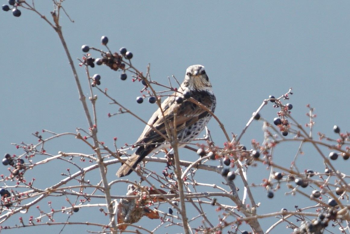 ツグミ 鶫 庭に来る野鳥 ピノ子の庭 ツグミ 鶫 庭に来る野鳥 ピノ子の庭