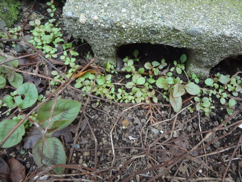 20180525こぼれた種から新芽