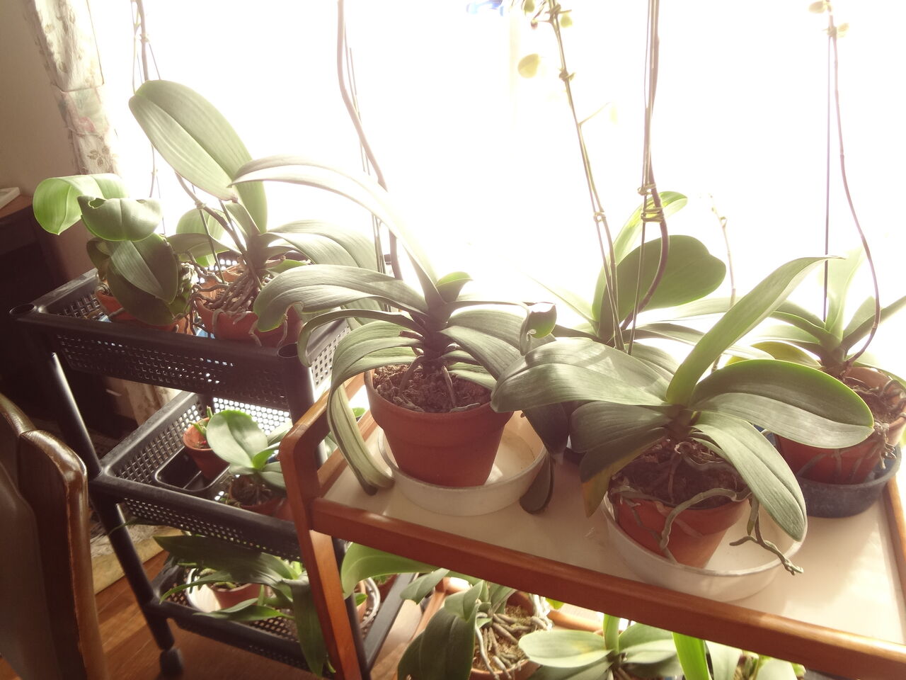 大型の胡蝶蘭は1年おきに咲かせると花は巨大になる ピノ子の庭