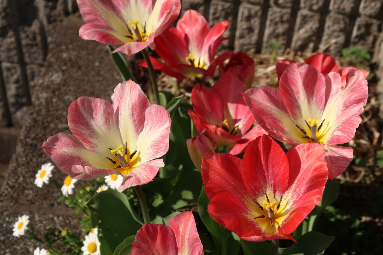 4月の庭は花いっぱい チューリップ水不足の結末 ピノ子の庭