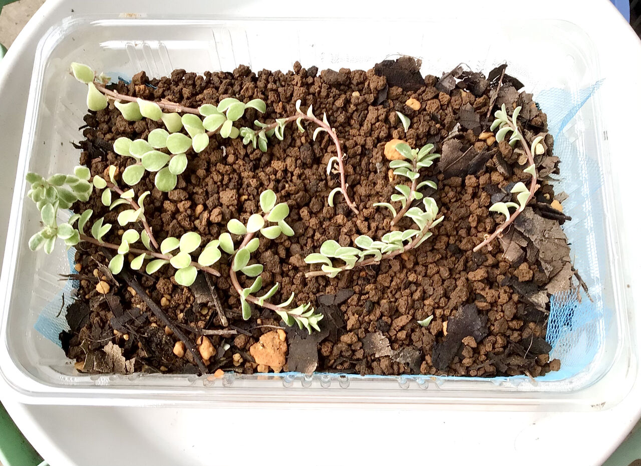 多肉初心者多肉を植える ピノ子の庭