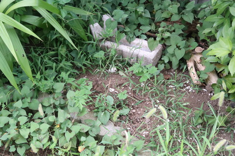 ゴーヤ虫食われ