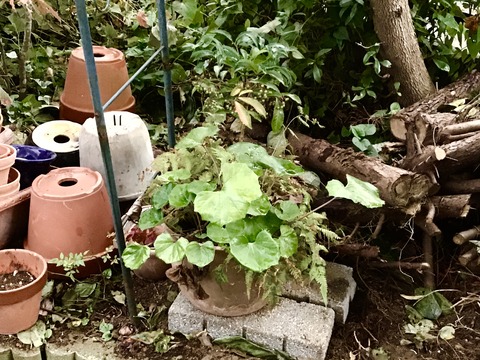 Japanese plants