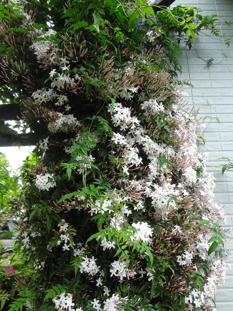 関東以南で育つ丈夫で香りのよいハゴロモジャスミンの育て方増やし方 ピノ子の庭