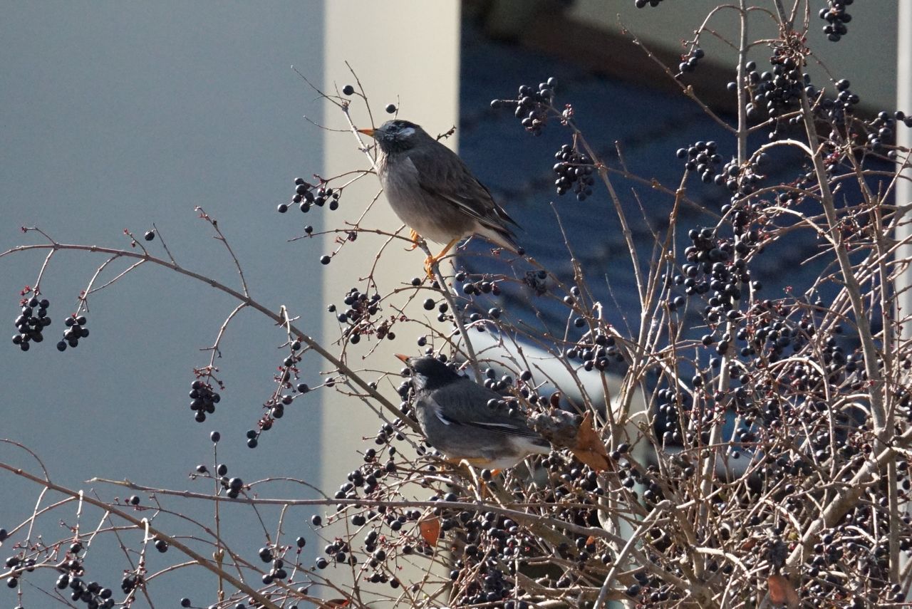 ムクドリ 椋鳥 庭に来る野鳥 ピノ子の庭 ムクドリ 椋鳥 庭に来る野鳥 ピノ子の庭