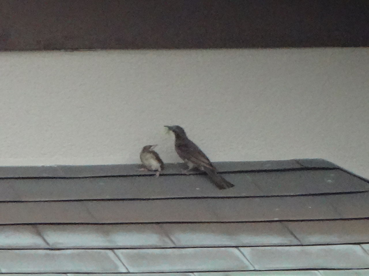 鵯 ヒヨドリ 庭に来る野鳥 ピノ子の庭