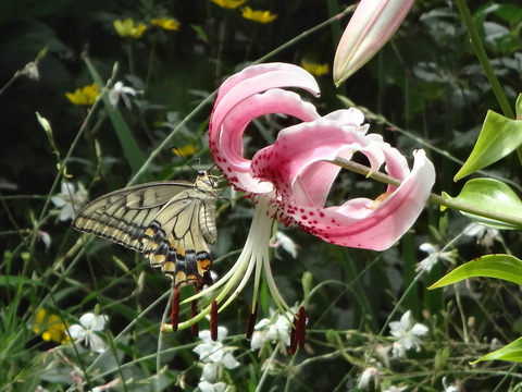 蜜を吸うキアゲハ