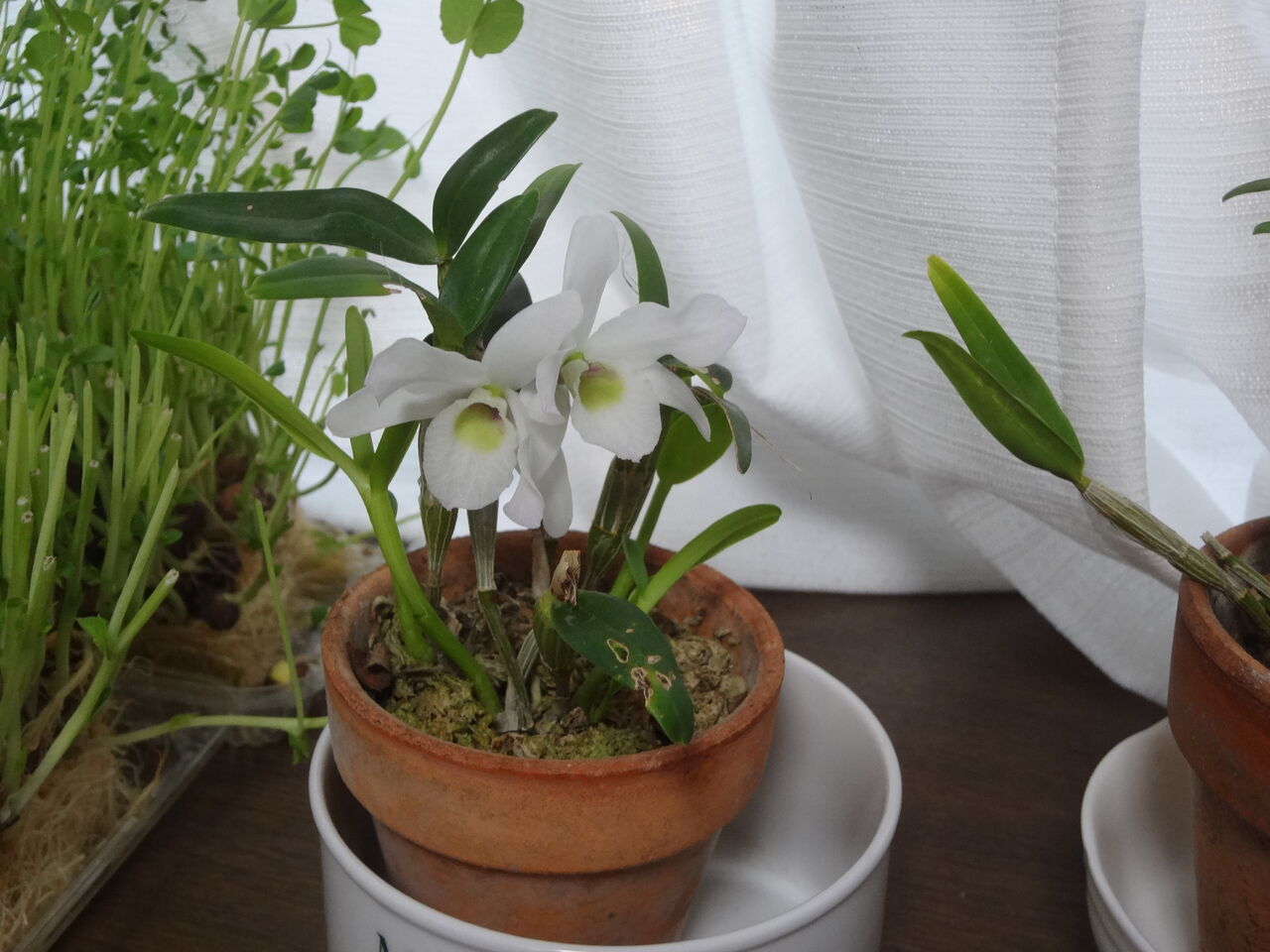 デンドロビウムの植え替えとかわいい花を咲かせる方法 ピノ子の庭