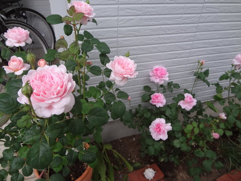 真ん中ワイフオブバース