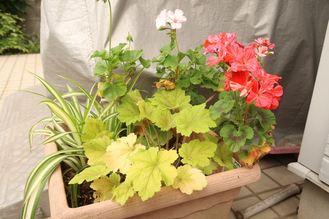 20200516寄せ植え