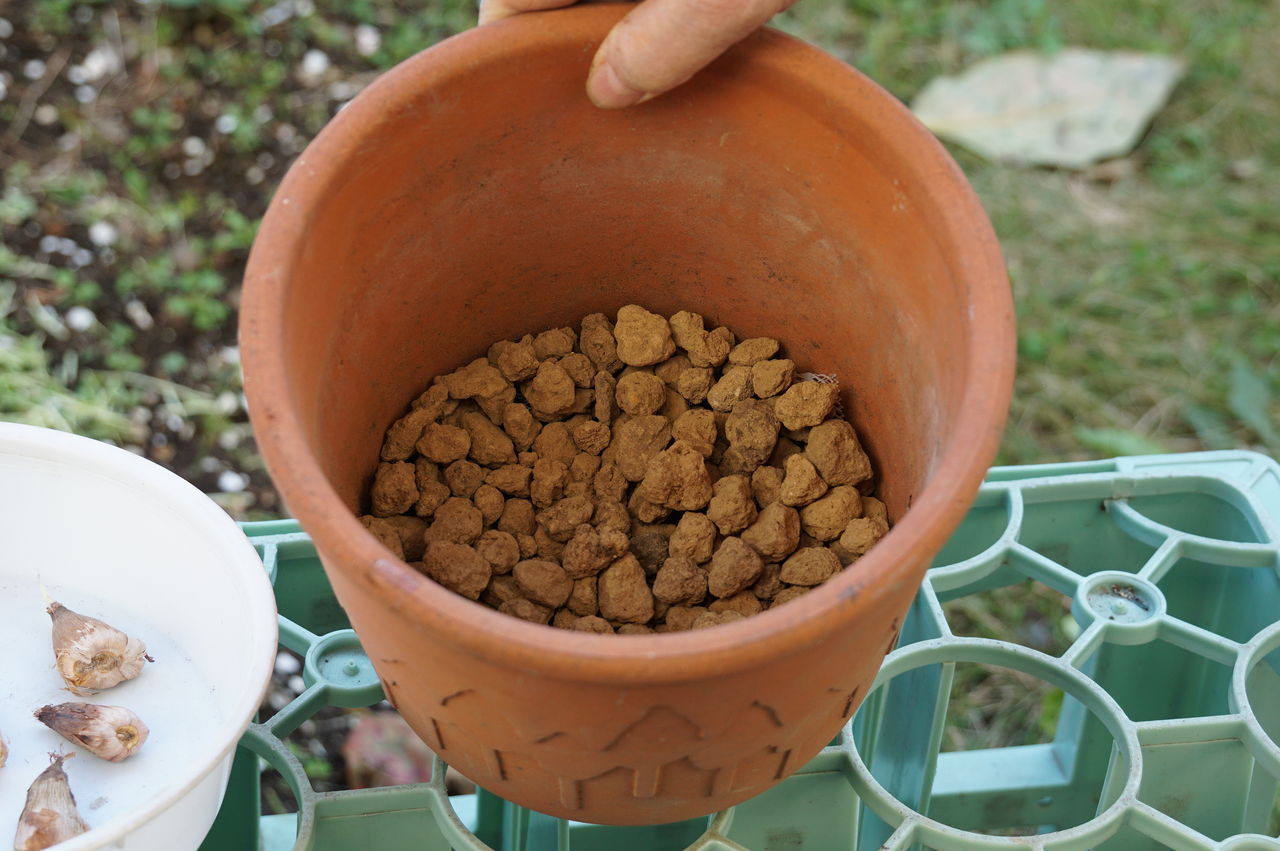 温度管理で上手に咲かせる幸せ色の黄色いフリージア ピノ子の庭