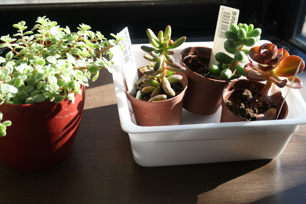 多肉植物の夏越しで大事なものは水です ピノ子の庭