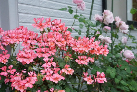 20170607ゼラニウム