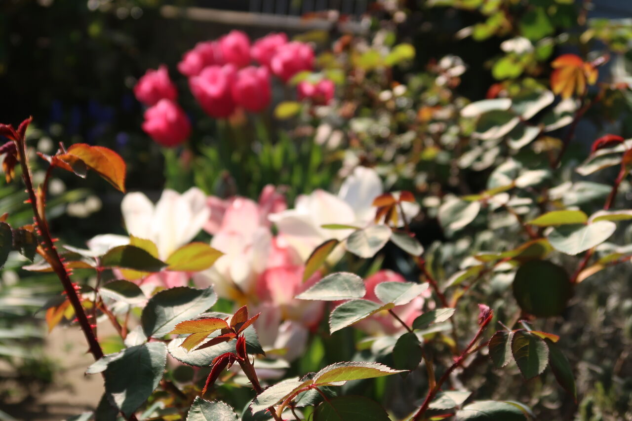 4月の庭は花いっぱい チューリップ水不足の結末 ピノ子の庭