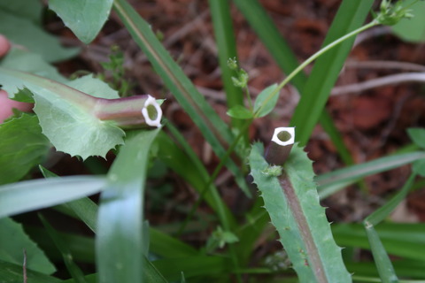 ノゲシの茎と白樹液