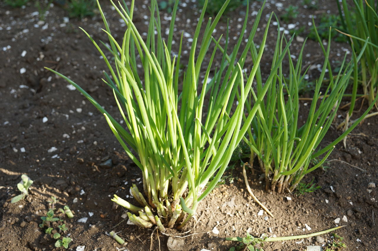 ちょっとあると嬉しい薬味 ワケギ ピノ子流育て方 ピノ子の庭 ちょっとあると嬉しい薬味 ワケギ ピノ子流育て方 ピノ子の庭