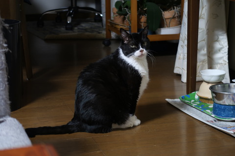 ごはんください
