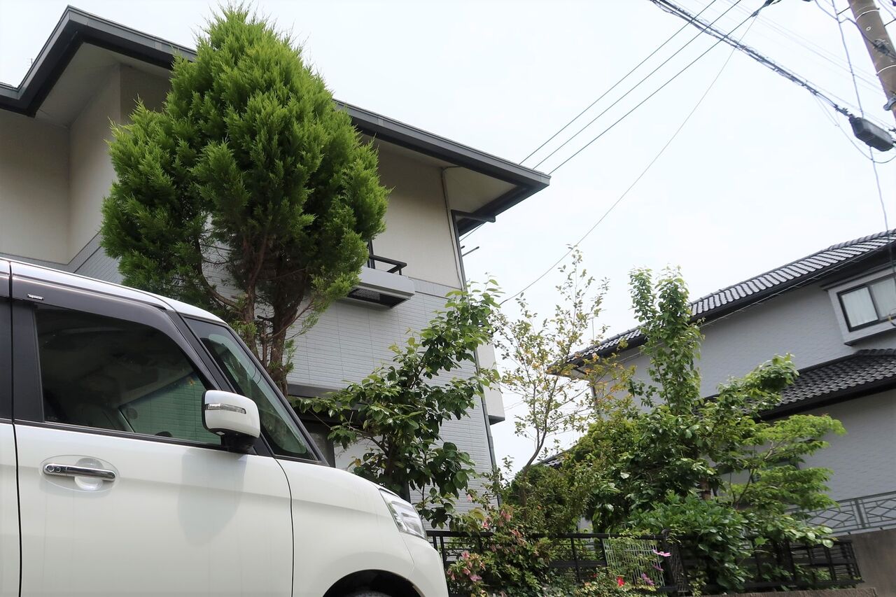 大きくなり過ぎたコニファーの伐採と 気になる山茶花 ハゴロモジャスミンの切り戻し ピノ子の庭 大きくなり過ぎたコニファーの伐採と 気になる山茶花 ハゴロモジャスミンの切り戻し ピノ子の庭