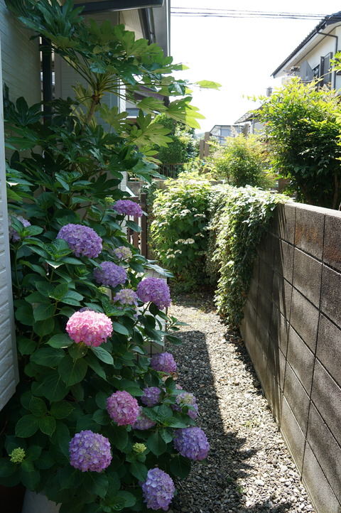 紫陽花に光が当たります