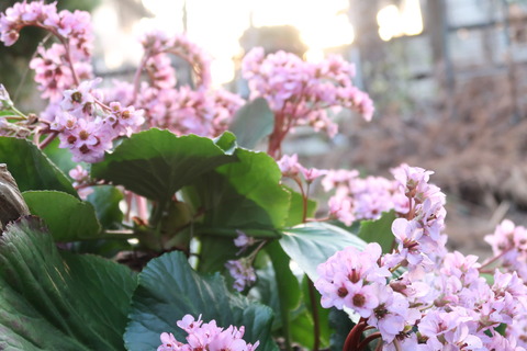 ヒマラヤユキノシタ花