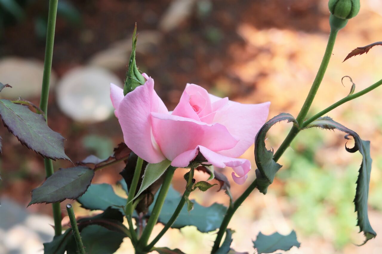 バラの二番花とびっくりな暑さの中でのバラの手入れ ピノ子の庭