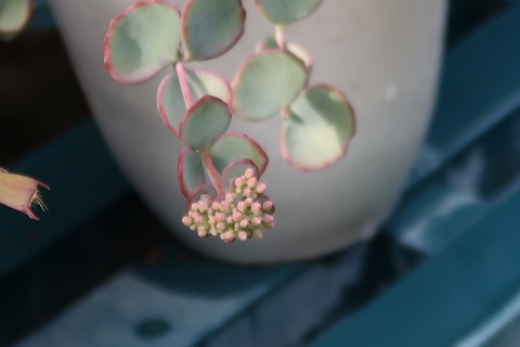 IMG_9981_切取色花のみ