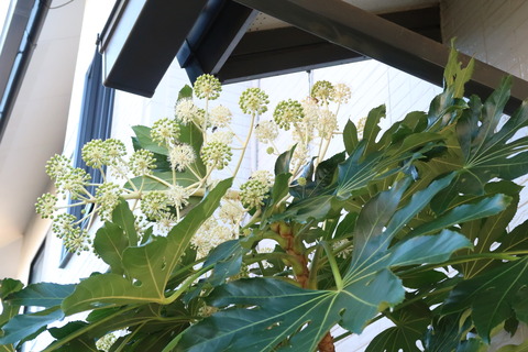 ヤツデ実と花