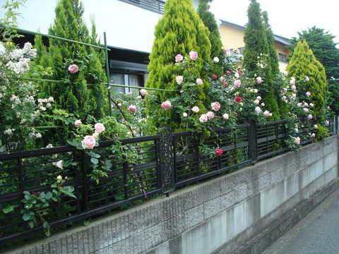 20080602つるバラ誘引後