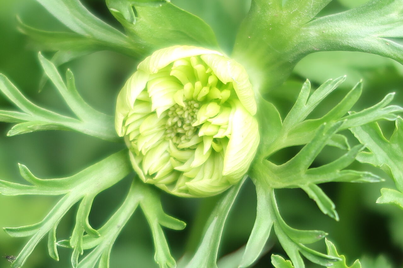 ピノ子日記 庭の花の写真集 バラ アネモネ ポピーなど ピノ子の庭