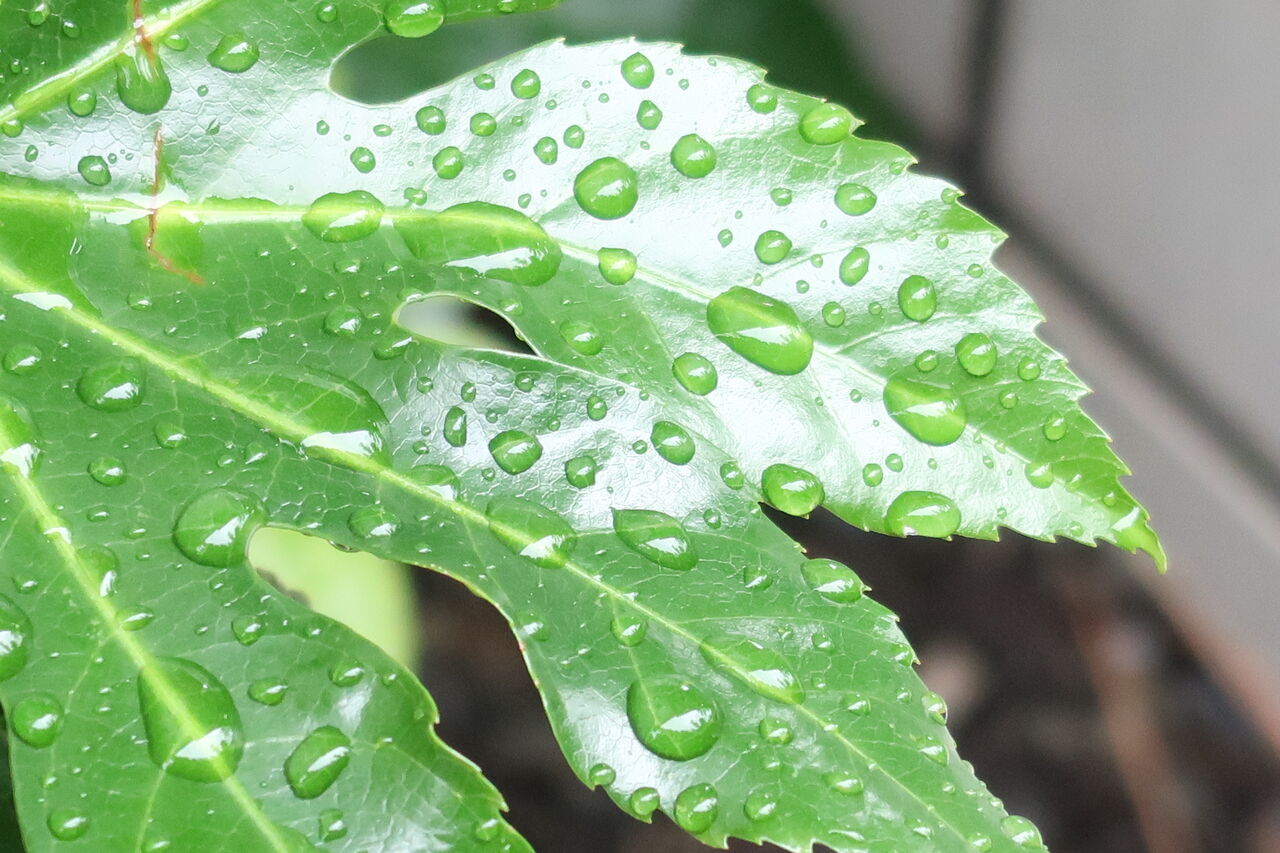 Canon Powershot G7x Mark で撮る梅雨にしか見られない庭の美しい写真 ピノ子の庭 Canon Powershot G7x Mark で撮る梅雨にしか見られない庭の美しい写真 ピノ子の庭