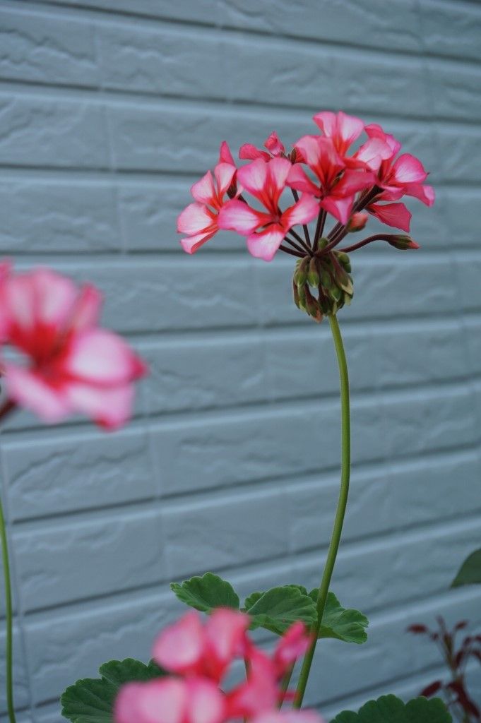 ゼラニウム年間の手入れと大きな花を咲かせるためのコツ ピノ子の庭 ゼラニウム年間の手入れと大きな花を咲かせるためのコツ ピノ子の庭