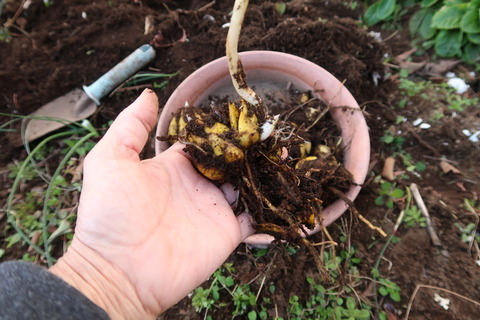 分決and出る出る芽