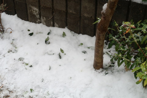 山茶花の葉が散乱