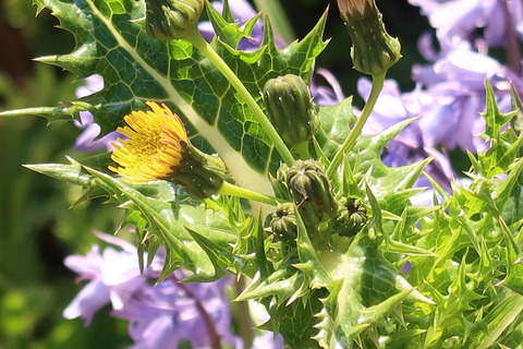 オニノゲシの花が咲いた