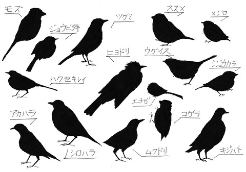 庭に来る野鳥冬の鳥編