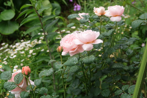 クイーンオブスウエーデン