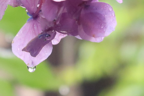 紫陽花と水滴