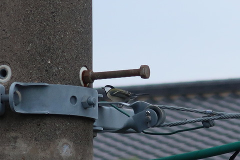 シジウカラ餌探し