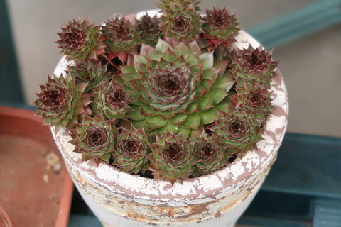 ブロンコ