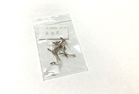 ゼラニウム白多花
