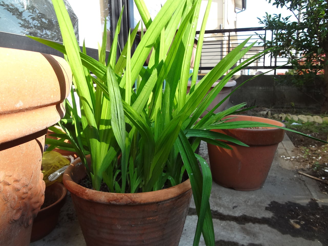 温度管理で上手に咲かせる幸せ色の黄色いフリージア ピノ子の庭