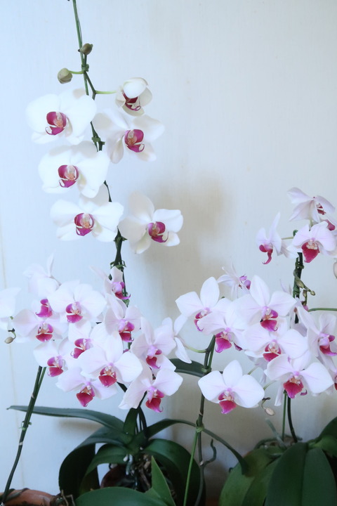 200530胡蝶蘭ピンクリップ202061