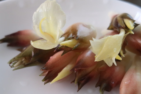 ミョウガの花