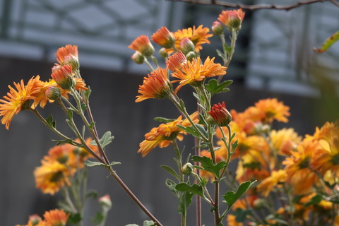 20201108菊