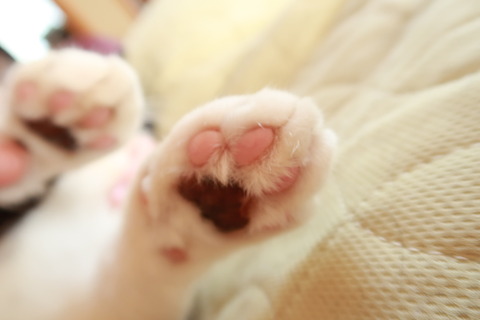 肉球