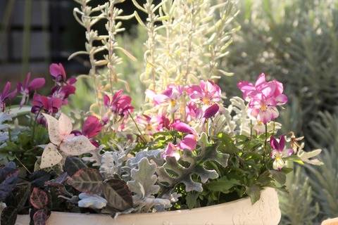 ビオラの花