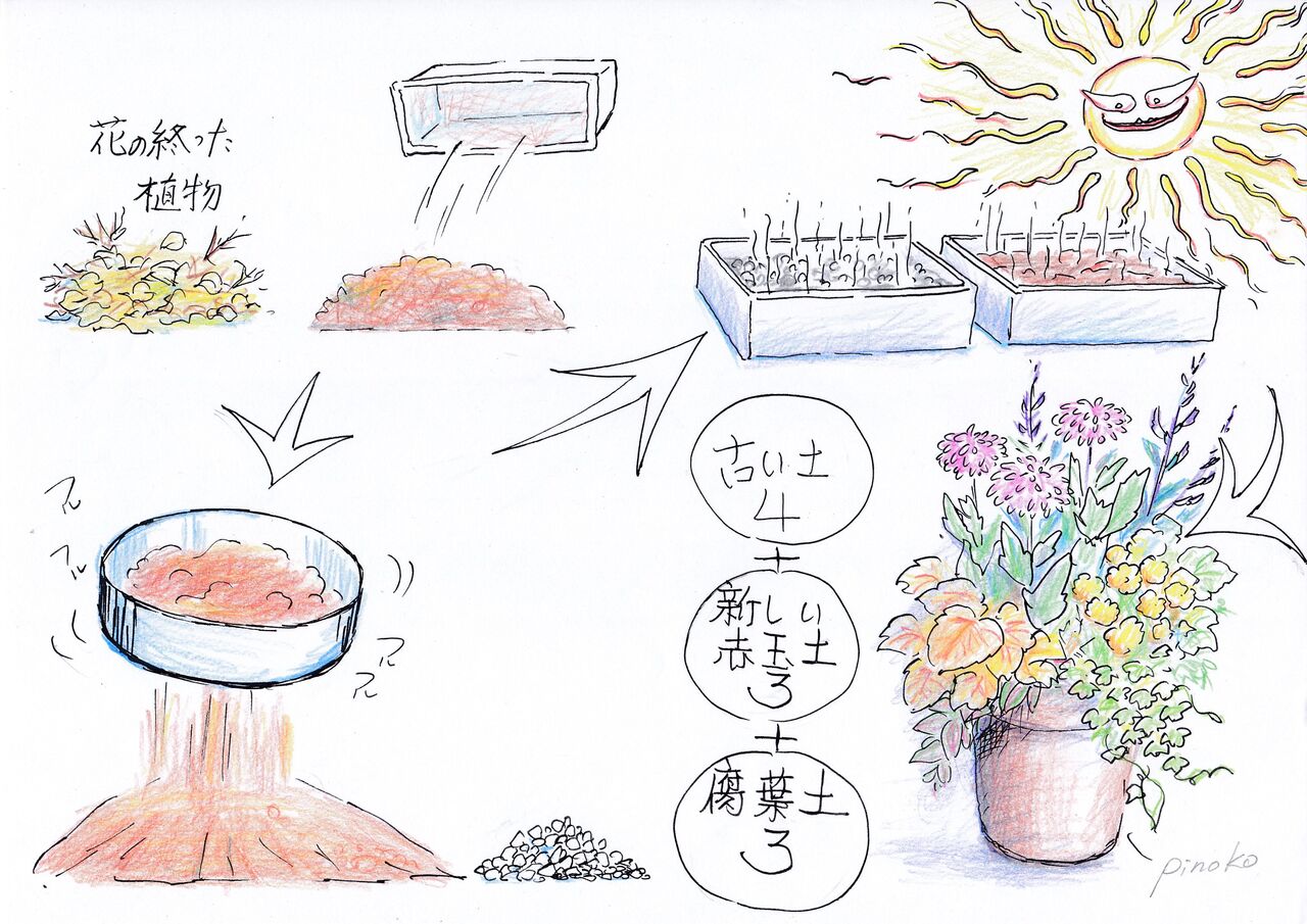 ピノ子流 大事な鉢土を再生させる方法とネコブ線虫の対処法について ピノ子の庭